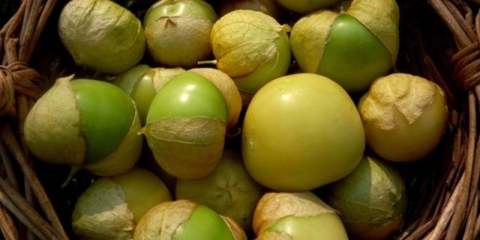 Kako uzgajati fizalis